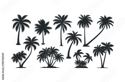 palm tree silhouette tropical beach leaf nature sunset island vacation
