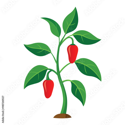 Organic Green Chili Pepper Plant Isolated on White Background