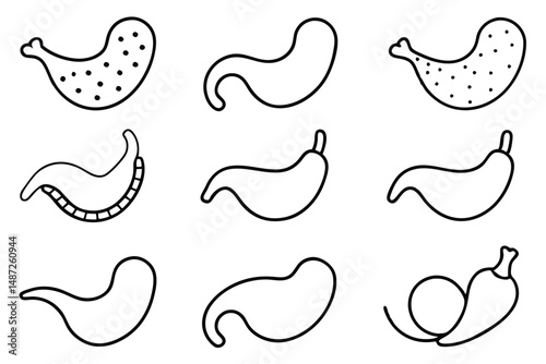 Gallbladder Anatomy Medical Line art