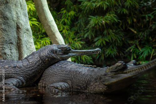 Photography Close-up of two gharials (Gavialis gangeticus) with distinctive long snouts and textured skin resting near water in a lush, tropical setting