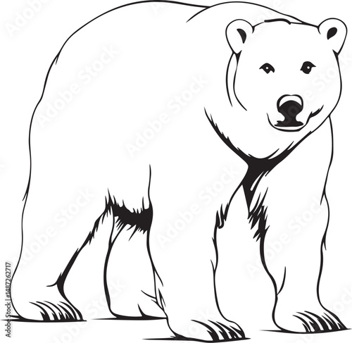 polar bear vector