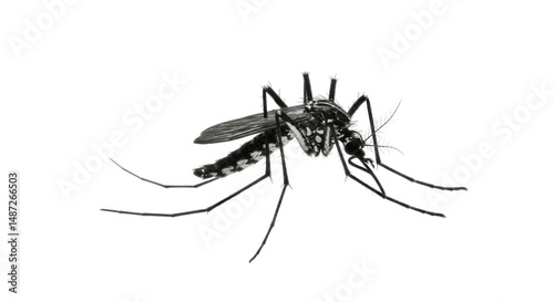 Close-up of a Mosquito, Isolated on Transparent Background