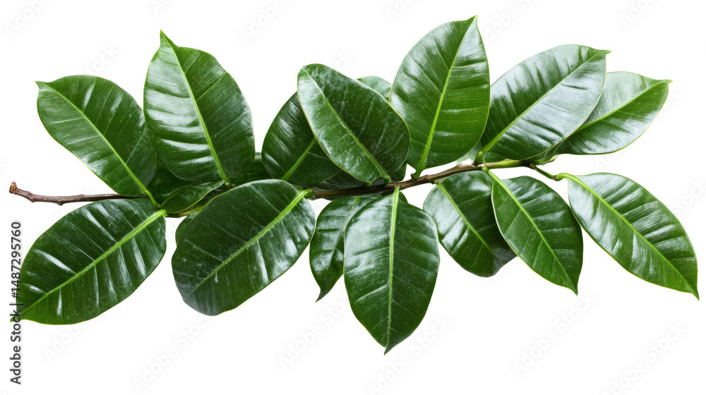 Fototapeta premium Leafy green branch natural habitat botanical close-up lush environment top-down view plant life