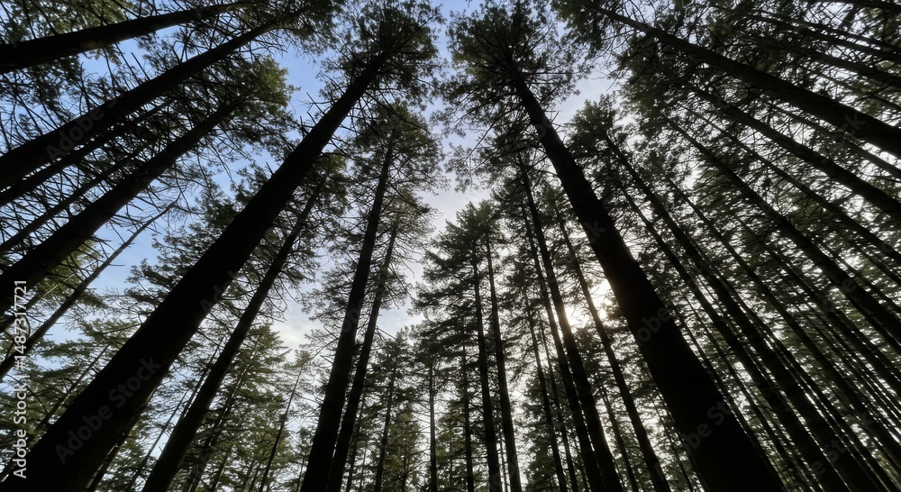 Fototapeta premium Tall Pine Trees in Forest Sunlight Upward View