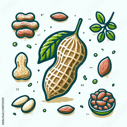 peanut vector illustration 
