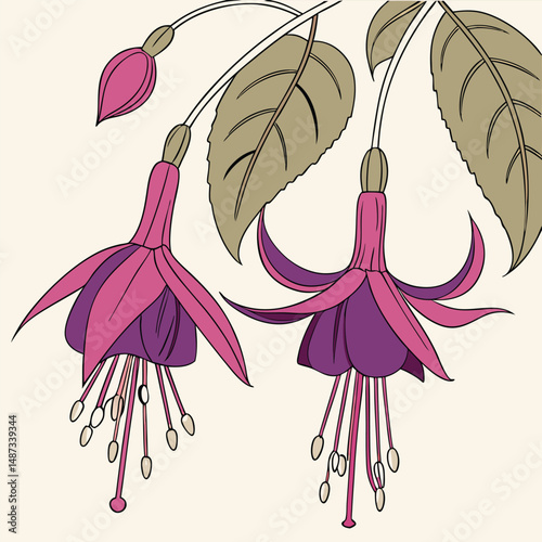 beautiful purple fuchsia with fine hanging petals for flower vector  