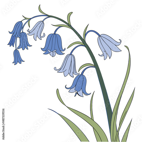 bright bluebell flower with soft bell shaped petals for flower vector  