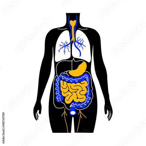 A drawing style illustration showing digestive system
