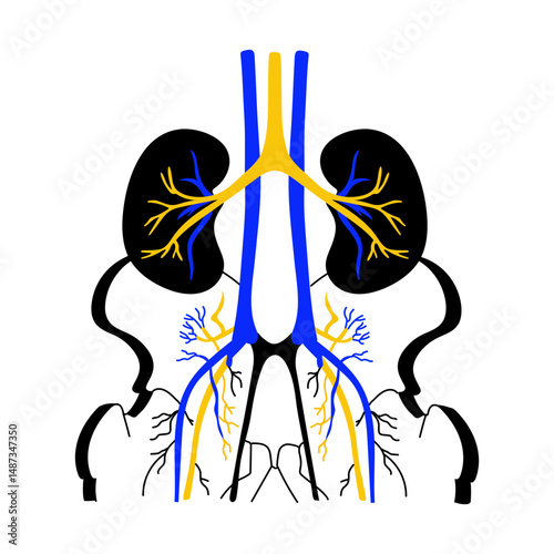 A drawing style illustration showing kidneys function 

