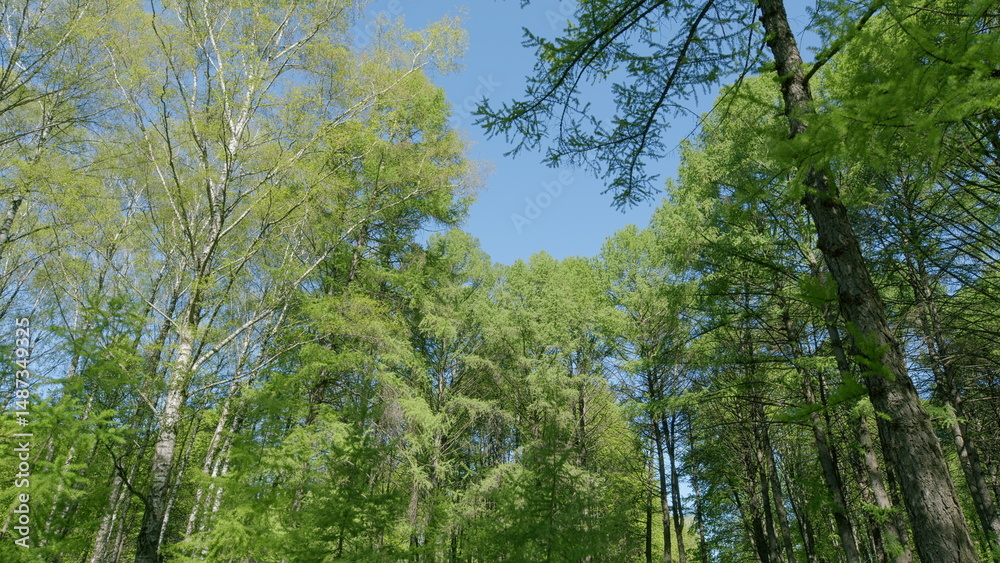 Obraz premium Lush and vibrant Green Forest Canopy set beautifully under a Clear and bright Blue Sky