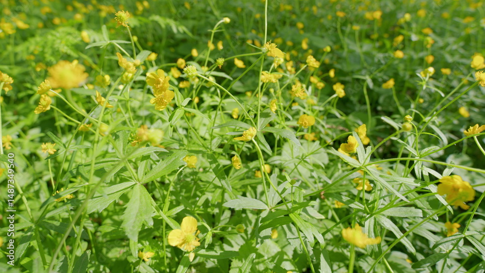 Vibrant Yellow Wildflowers Amid Lush Greenery Create a Beautiful Scene in Nature Vibrant Yellow Wildflowers Amid Lush Greenery Create a Beautiful Scene in Nature