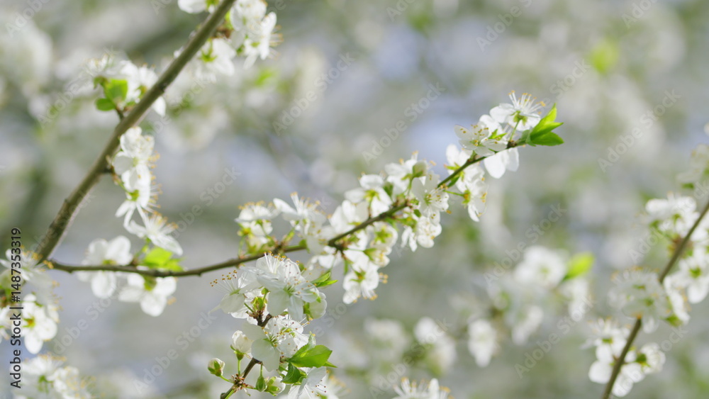 Fototapeta premium The Beautiful Blossoming of White Flowers on Tree Branches During the Spring Season
