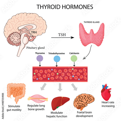 Thyroid Hormones and their Functions like Metabolism, Growth, Brain Development – Medical Vector Illustration for Presentations & Infographics
