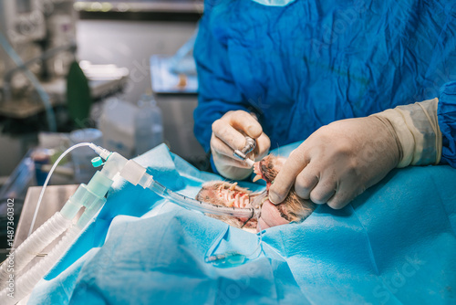 Veterinarian using dental equipment while performing dental surgery on an anesthetized dog lying on a surgical table in a veterinary hospital