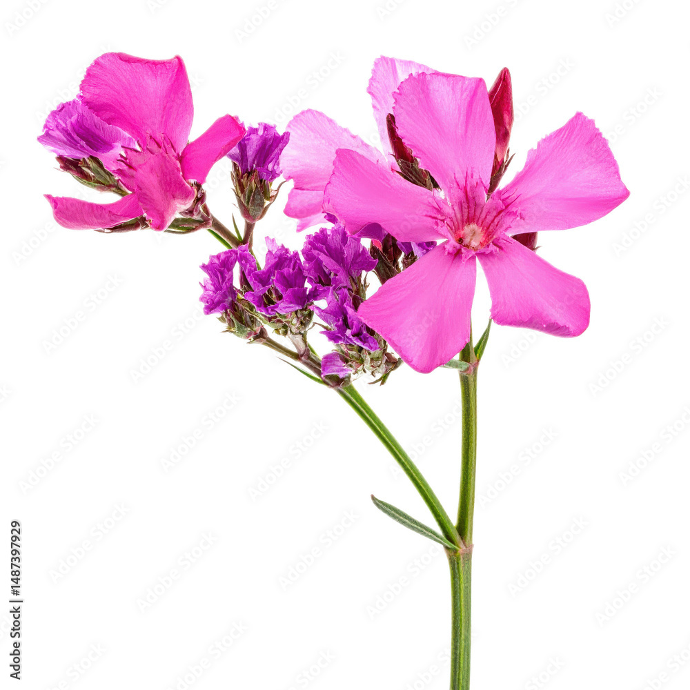 Beautiful Pink Flowers with Delicate Petals and Vibrant Colors against a White Background Beautiful Pink Flowers with Delicate Petals and Vibrant Colors against a White Background