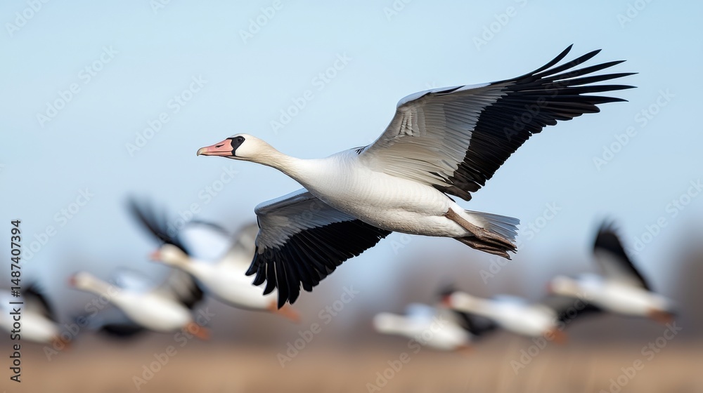 Obraz premium Snow Goose in Flight, Wildlife Photography