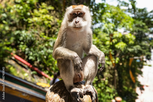 Photography Monkey in Batu Caves Hindu temple on the stairs in Kuala Lumpur Malaysia