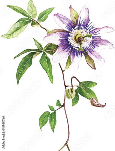 Beautiful purple passiflora (passion flower) on a twig with green leaves. Isolated on white background. Watercolor illustration vector  painting.