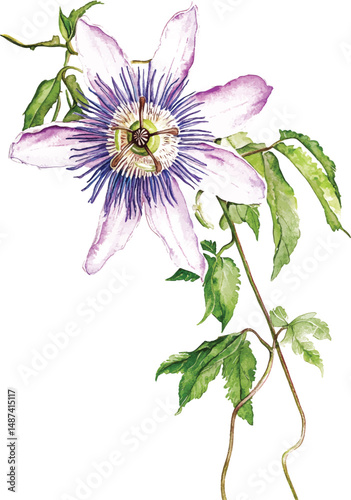 Beautiful purple passiflora (passion flower) on a twig with green leaves. Isolated on white background. Watercolor illustration vector  painting.