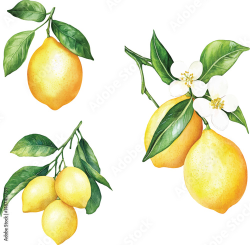 set of Lemons on Branch Watercolor  vector illustration