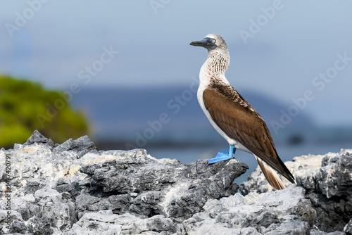 Blue footed booby 