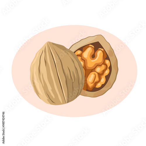シンプルでかわいいクルミのイラスト