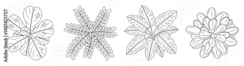 Set of different house plants top view. Botanical black line art icons for landscape, architectural, interior design. Hand drawn Vector sketch isolated on transparent background