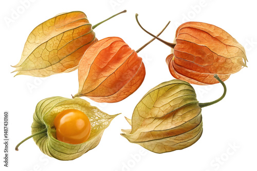 Colorful Physalis Fruits with Textured Lantern Husks and Bright Orange Berry Isolated on Black Background, Macro Close-Up.