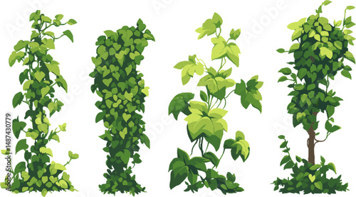 Green ivy plant for decoration
