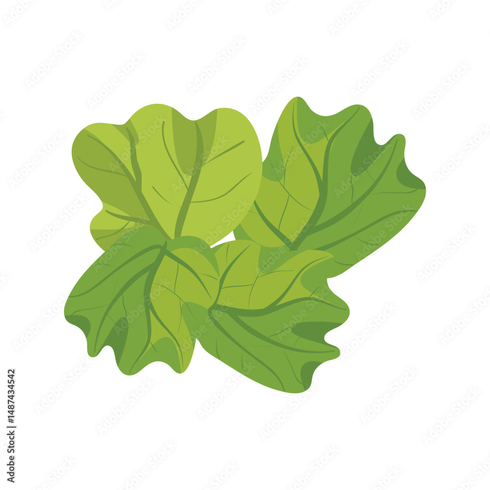 Fototapeta premium Vector illustration of fresh green leafy vegetables, possibly spinach or lettuce, isolated on a white background.