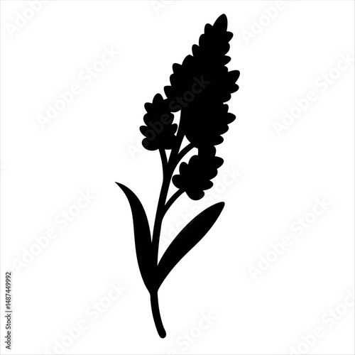 Elegant black silhouette of lavender flower with long stem and inflorescence