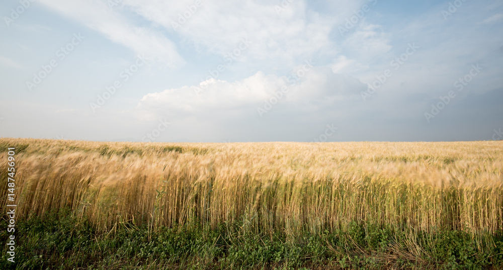 Golden wheat field swaying under cloudy sky in summer Golden wheat field swaying under cloudy sky in summer