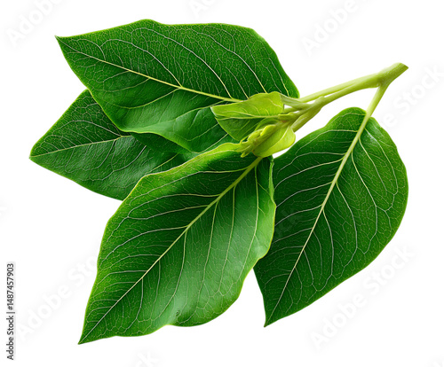 Fresh Ashwagandha Leaf with Herbal Appeal