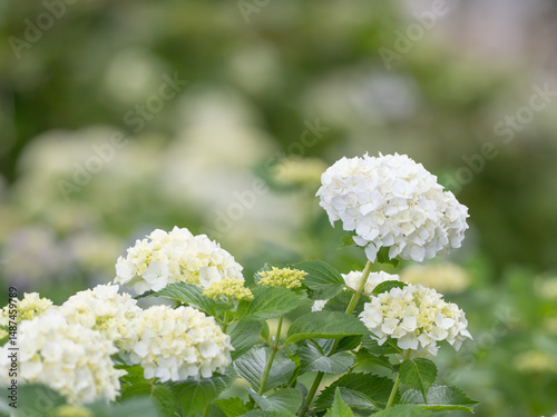 白い紫陽花