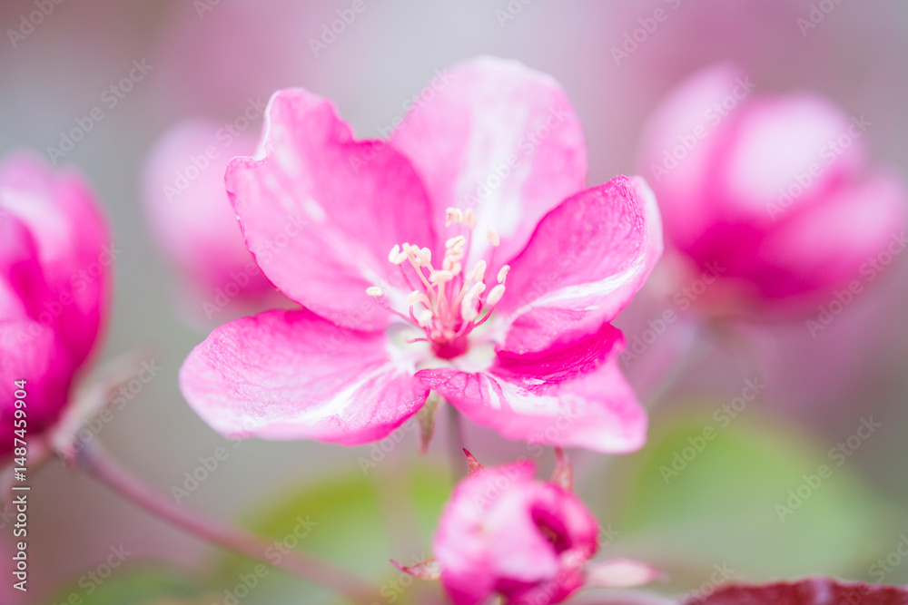 pink apple flower pink apple flower