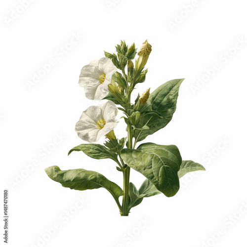 Botanical Illustration of White Nicotiana Flowers