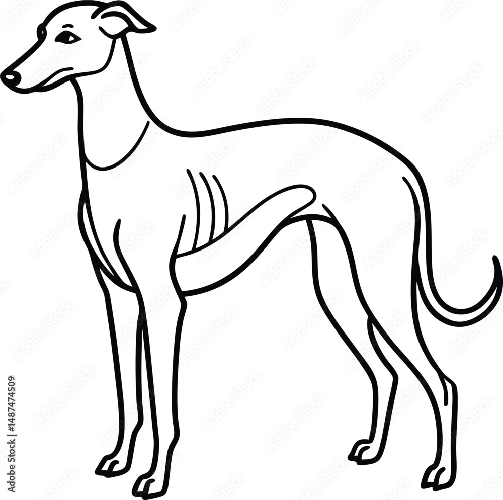 Obraz premium greyhound dog outline icon vector on transparent background