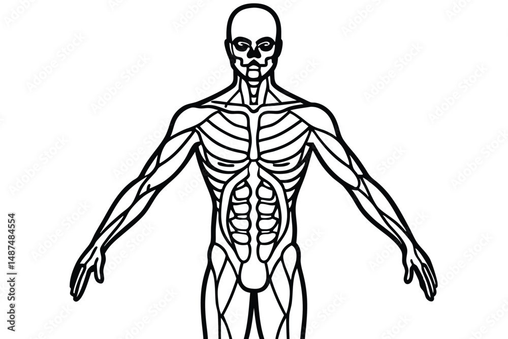 Fototapeta premium Skeleton outline shows full muscle structure with the arms spread on a white background