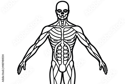 Skeleton outline shows full muscle structure with the arms spread on a white background