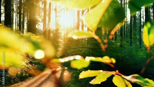 Sunlit Forest Path Serene Nature Scene at Sunrise
