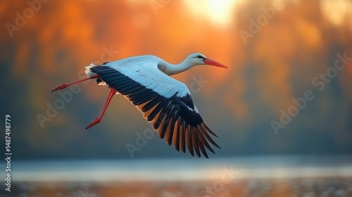 A stork flies in the sunset, wings spread over the water, with warm light shining