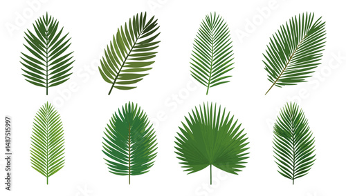Set of single palm leaf frond Flat Vector Illustration on Transparent Background
