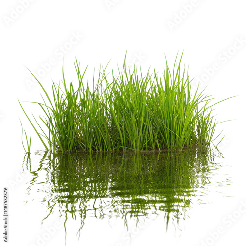 Grass growing in water on transparent background