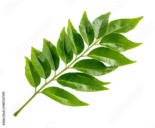 Lush Green Curry Leaves with Fresh Texture