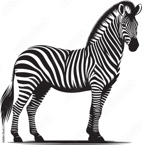 a zebra vector