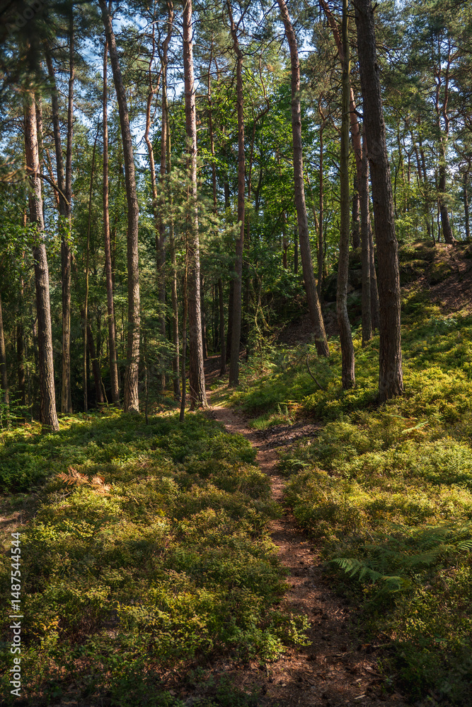 Obraz premium In Sonnenlicht getauchter Wald in der sächsischen Schweiz