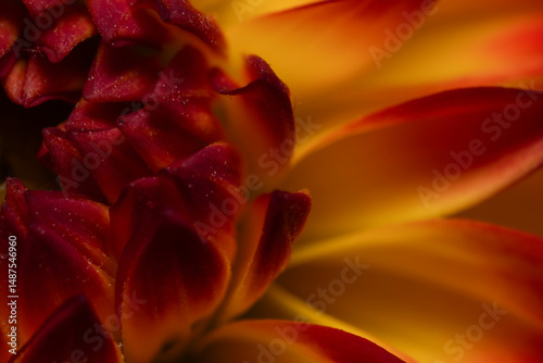red yellow dhalia