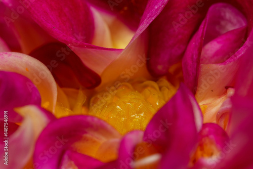 close up of a flower 