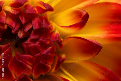close up of a flower