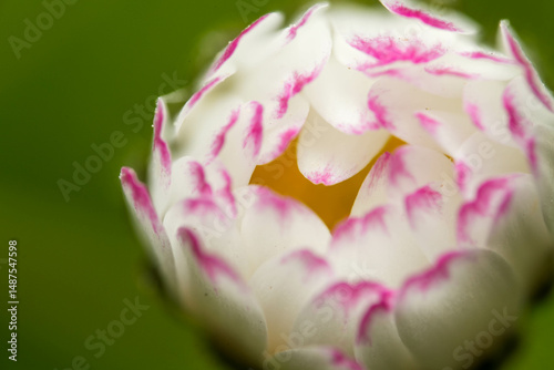 macro flower